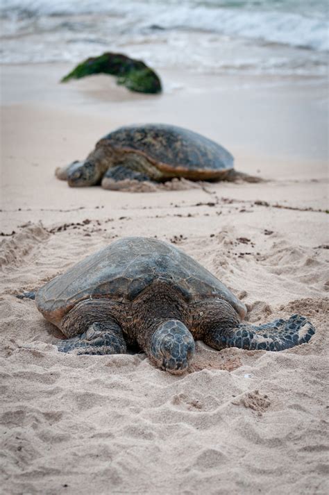 Laniakea Beach Green Turtle Chelonia Mydas Flickr