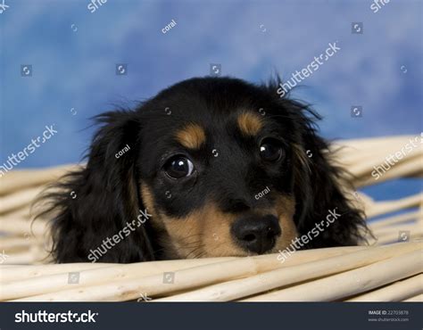 Learn more about the miniature dachshund breed and find out if this dog is the right fit for your home at petfinder! Black Tan Longhaired Miniature Dachshund Stock Photo ...