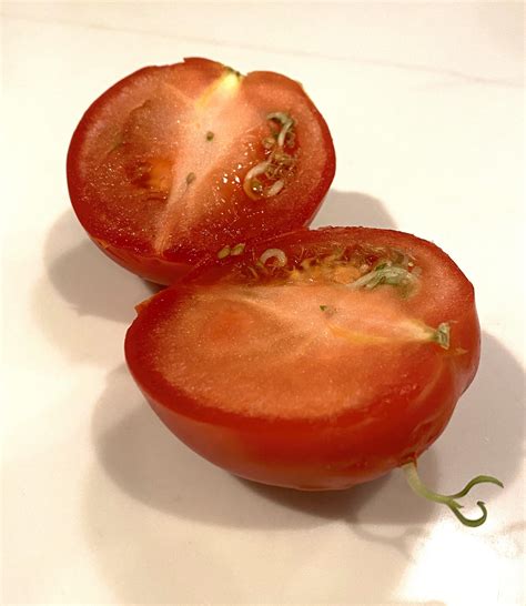 The Seeds In My Tomato Sprouted Inside The Tomato Rnatureismetal