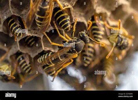 Wasp Nest With Its Dangerous Inhabitants Wasps Macro Photography Stock