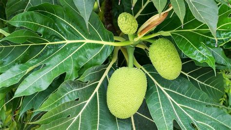 How To Grow Breadfruit Tree In Container Breadfruit Dwarf Care Of