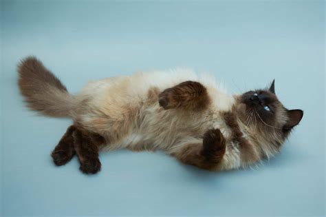 Balinese Cat Breed Complete Guide Az Animals