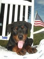 Check spelling or type a new query. Rottweiler Breeders in New York
