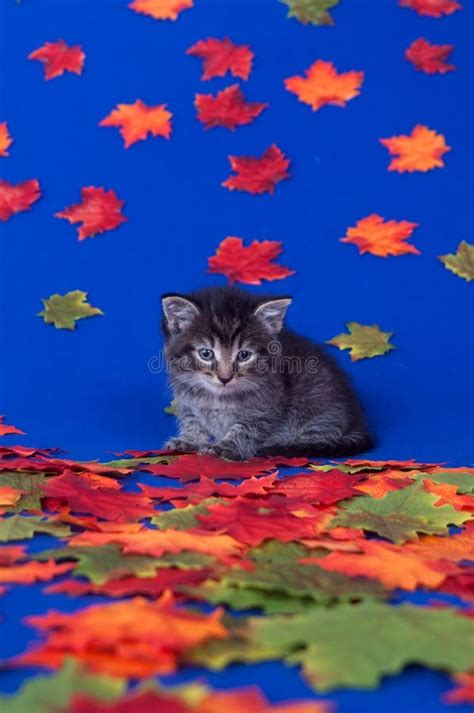 Cute Kitten And Fall Leaves Stock Photo Image Of Blue Container