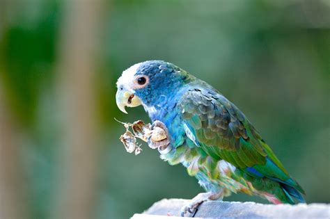 Check spelling or type a new query. White-Capped Pionus, As Pets, Personality, Pictures ...