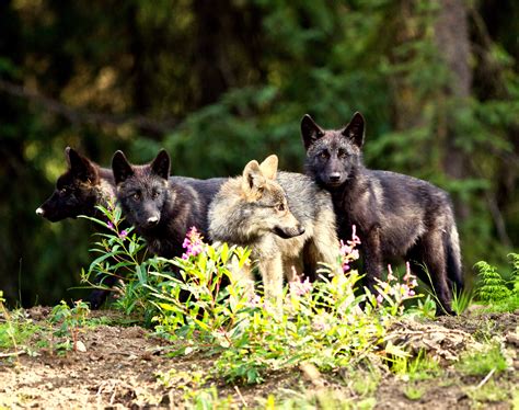 Wins For Wildlife Protection In Washington State Defenders Of Wildlife
