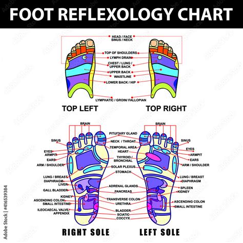 Foot Reflexology Chart Poster And Banner Stock Vector Adobe Stock