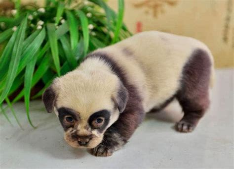 Keepin Babel At Bay Cutest And Very Adorable Panda Puppies