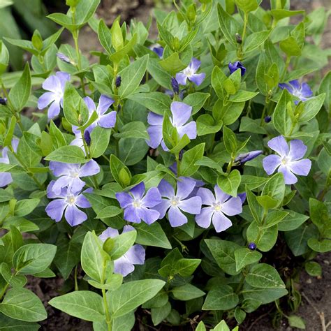 Best 8 Ground Cover Plants For Shade
