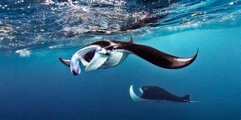 A Win For Giant Manta Rays Project Aware