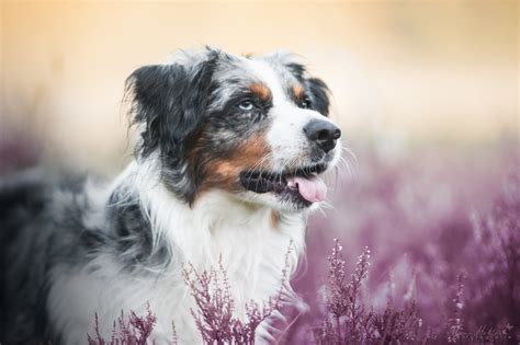 Australian Shepherd 4k Ultra Hd Wallpaper