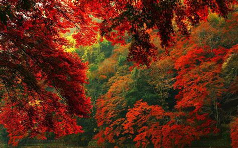Amazing Red Forest Hd Wallpapers ~ Hyip Bitz Hyip Investment Monitor