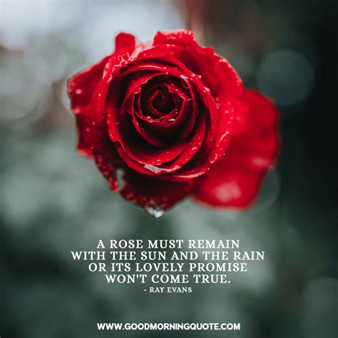 Quote About Rose Inspiration