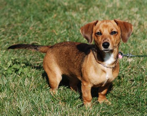 Chiweenie Is A Cross Between Chihuahua And A Dachshund This Is The