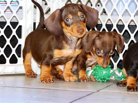 We did not find results for: Dachshund Puppies For Sale Houston | PETSIDI