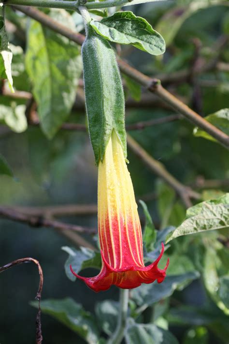 Brugmansia Foto And Bild North America Central America Pflanzen