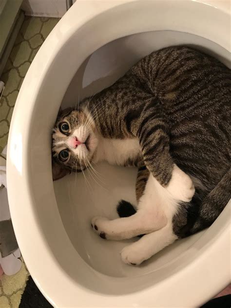 Toilet Cat Cute Funny Animals Funny Animal Pictures Funny Cat Pictures