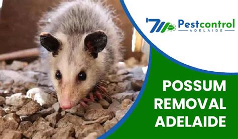 Possum Removal Adelaide Trapping And Possum Control Sa