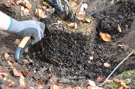 Palm tree stump removal is a very common enquiry we receive here at just stumpgrinding. CO-Horts: Stem Girdling Roots