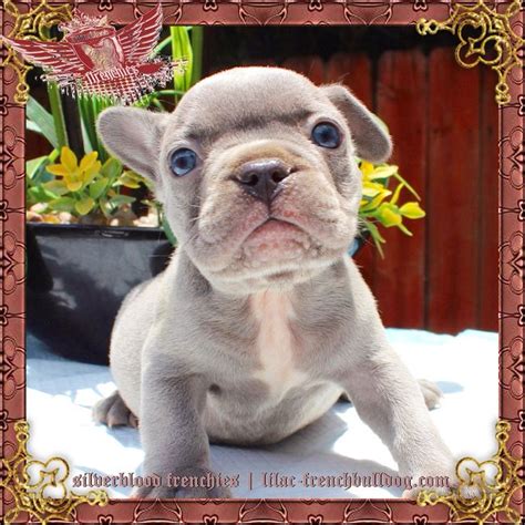 Red french bulldogs or white french bulldogs or blue french bulldogs they all have one very significant thing in common. Blue French Bulldogs French Bulldog Puppies For Sale Blue ...