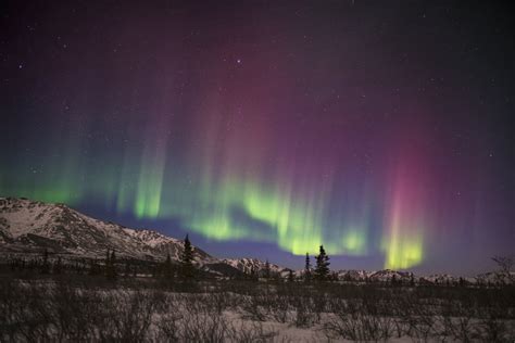 Green And Pink Aurora Borealis Over The Alaska Range In Denali National