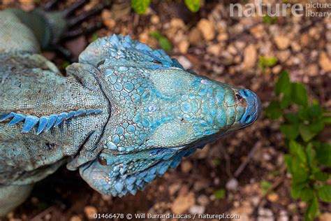 Nature Picture Library Grand Cayman Island Blue Iguana Cyclura Lewisi