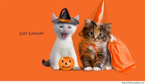 Halloween Cats Funny Thefunnyplace