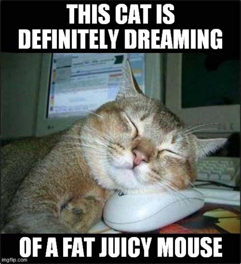 A Cats Dream Imgflip