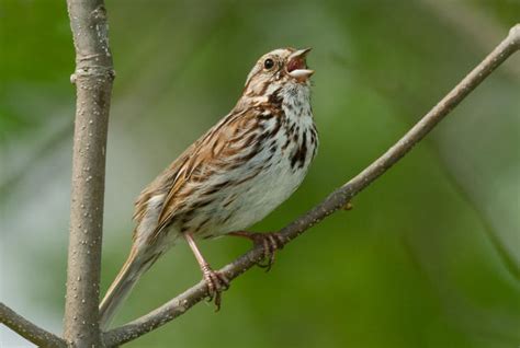 Urban Song Sparrows Are More Aggressive Than Rural Birds Eejournal