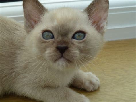 Cats all motors for sale property jobs services community pets. Burmese Cats For Sale | Cincinnati, OH #216921 | Petzlover