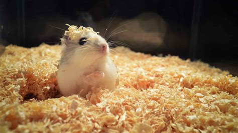 Pets4company 5 Fun Facts About Hamsters