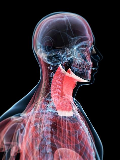 Neck Muscles Photograph By Sciepro Science Photo Library Pixels