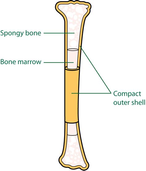 The bones - Cancer Information - Macmillan Cancer Support