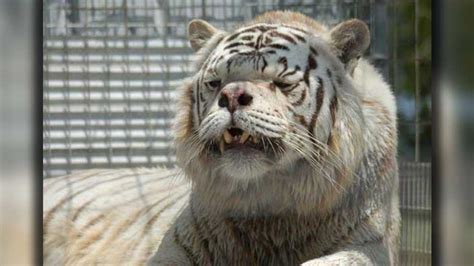 Kenny, el primer tigre blanco con síndrome de Down | EL DEBATE