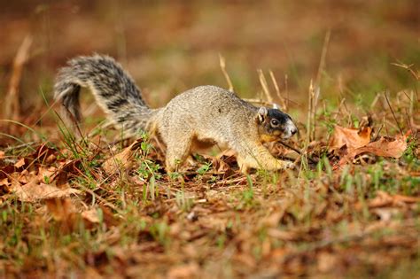 Species Profile Fox Squirrel Mossy Oak Gamekeeper