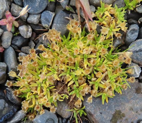 Procumbent Pearlwort From Grytviken Siqq 1zz South Georgia And The