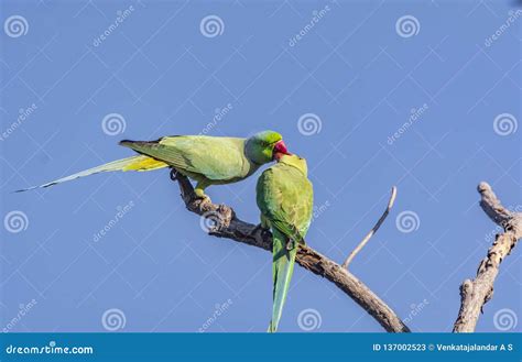 Kissing Rose Ringed Parakeet Pair Stock Image Image Of Elegant