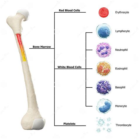 Bone Marrow And Blood Cells Formation Diagram Hematopoiesis Femur