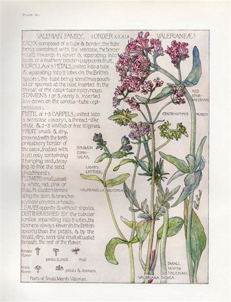 Valerian Wild Flower Botanical Print By Isabel Adams Antique Print