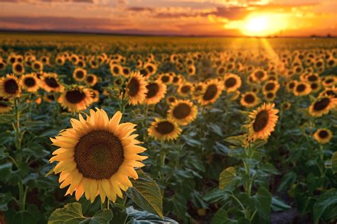 Sunflower Sunset Ive Still Got Some Sunflower Pics From