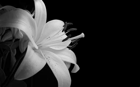 Flowers Monochrome Lilies Wallpapers Hd Desktop And Mobile Backgrounds