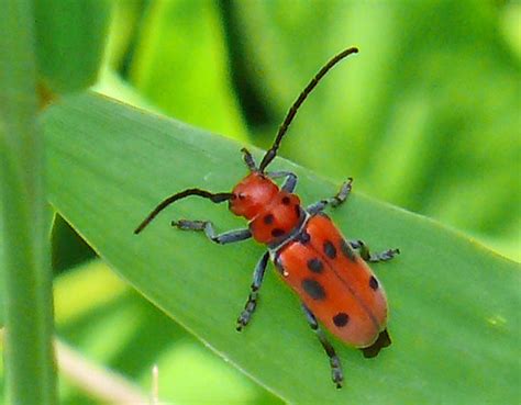 red milkweed beetle tetraopes tetraophthalmus riverbend … flickr