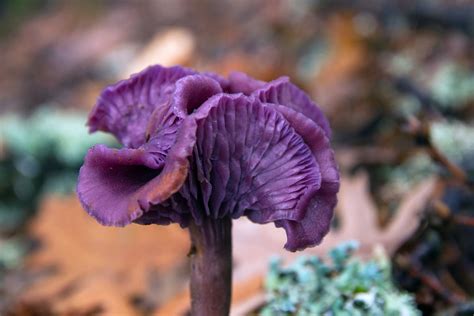 11 Colorful Mushrooms And Other Fabulous Fungi