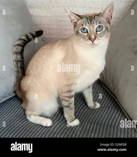 Tabby Point Siamese Cat Stock Photo Alamy