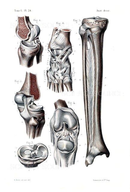 Photograph The Ligaments Of The Lower Limb Science So
