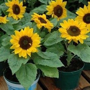 Bunga matahari adalah platform pinjaman online yang sederhana dan cepat. 3 Peluang dan Prospek Bisnis Bunga Matahari | Bibit Online