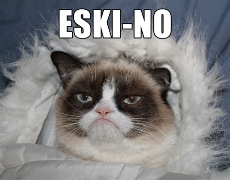 Funny Grumpy Cat Memes Frozen
