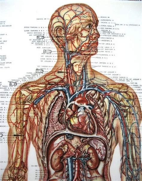 Medical Anatomy Chart Vintage Illustration By Thevintaquarian