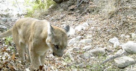 Poachers Mutilated Cougar Found Dead In Santa Monica Mountains
