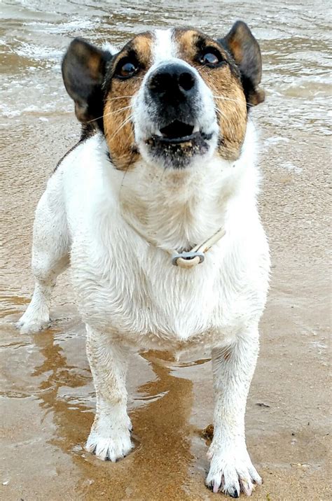 Y el excampeón del universo 2000 , sería de 9 meses antes de su próxima defensa. Walter was here: Día Mundial del Perro Sin Raza, Mil ...